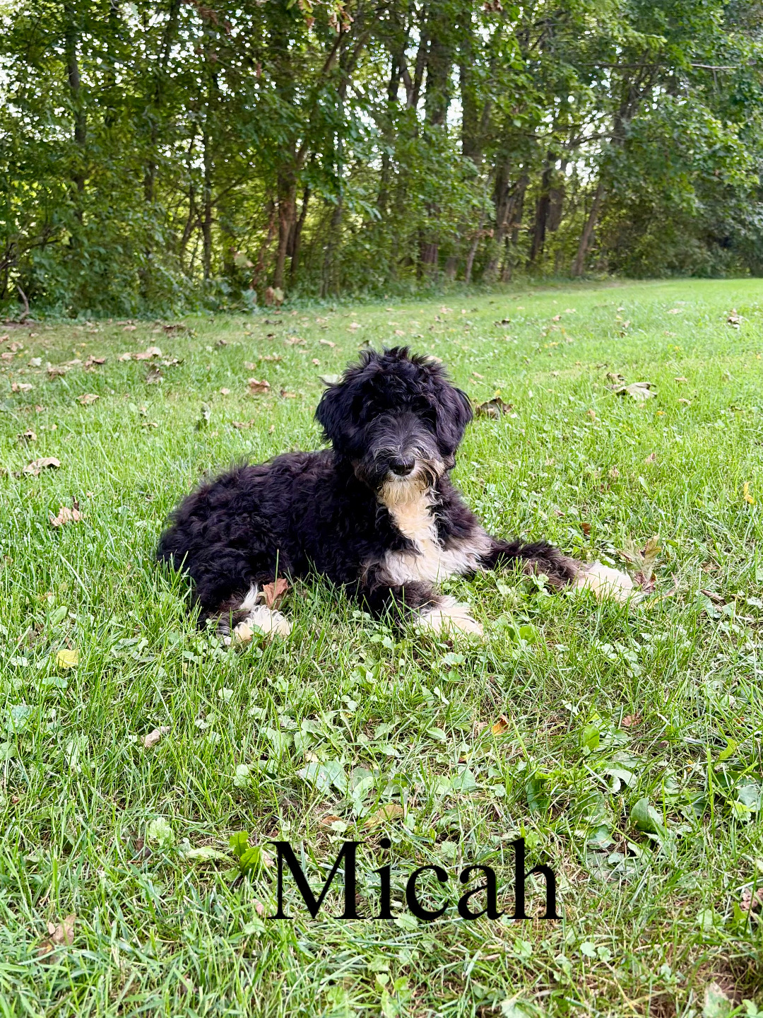 Micah (dark blue collar) 2